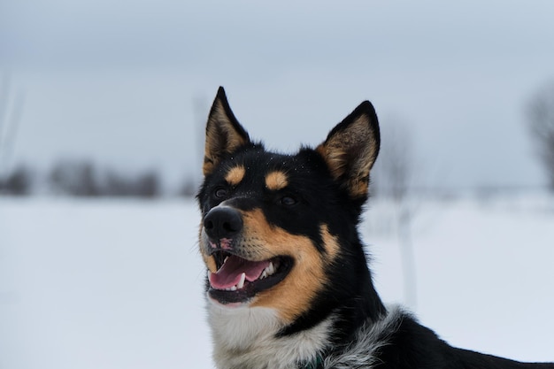 Apuesto mestizo de pelo negro sonríe con la lengua fuera Encantador perrito