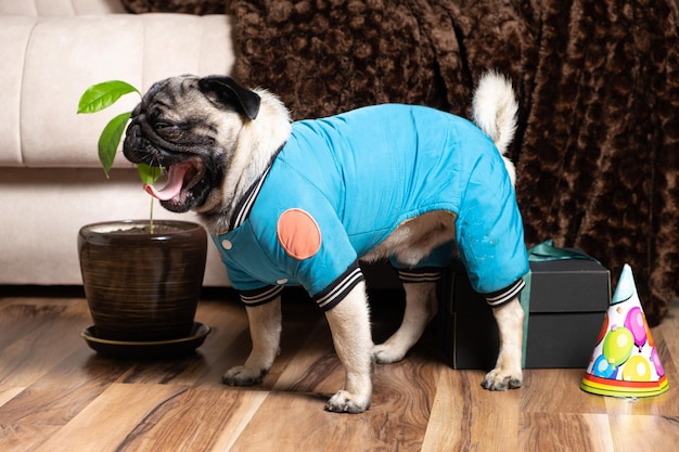 Un apuesto pug de un año con traje azul está celebrando un cumpleaños