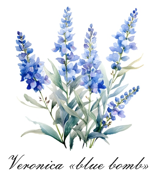 Aquarela azul soltera verónica azul flor de bomba Ilustración botánica de acuarela aislada