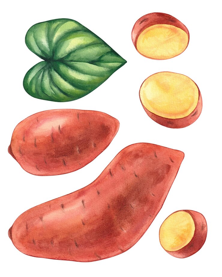 Aquarela babat batata doce yam