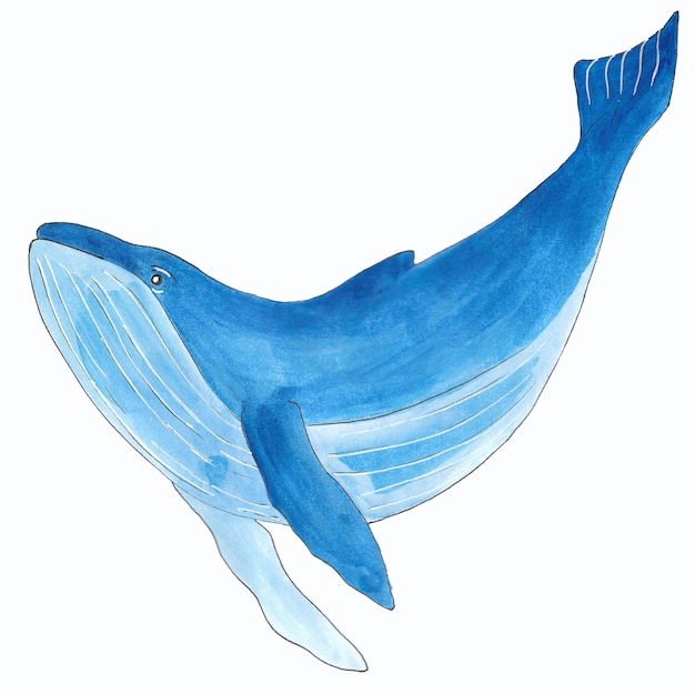 Aquarela de ballena azul aislada en fondo blanco animal oceánico submarino