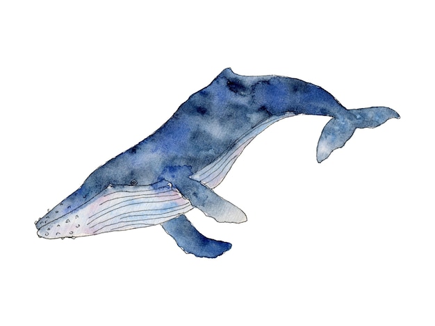 Aquarela ballena azul dibujada a mano cetáceos jorobados peces bajo el agua animales línea arte ilustración gra