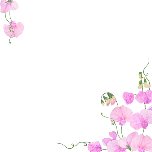 Foto aquarela botânica quadro colorido de flores de jardim preciosas lathyrus rosa bom para produtos de impressão de casamento convites de papel saudações posters de tecido têxteis