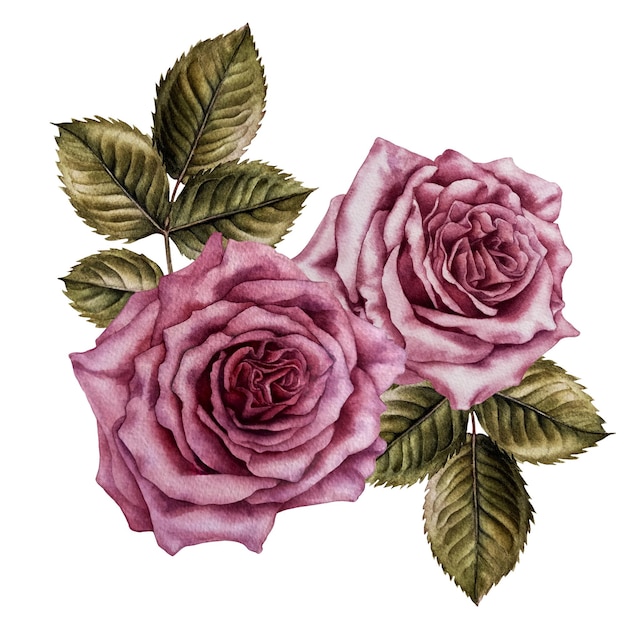 Aquarela buquê de rosas cor de rosa e folhas verdes