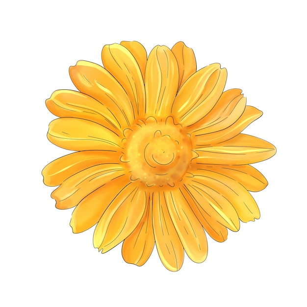 Aquarela Calendula boceto de girasol Ilustración botánica Medicina de hierbas aisladas