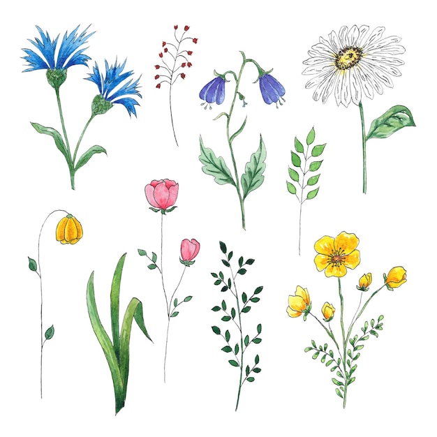 Aquarela clipart de flores silvestres desenhadas à mão para uso em casamentos, feriados e decorativos