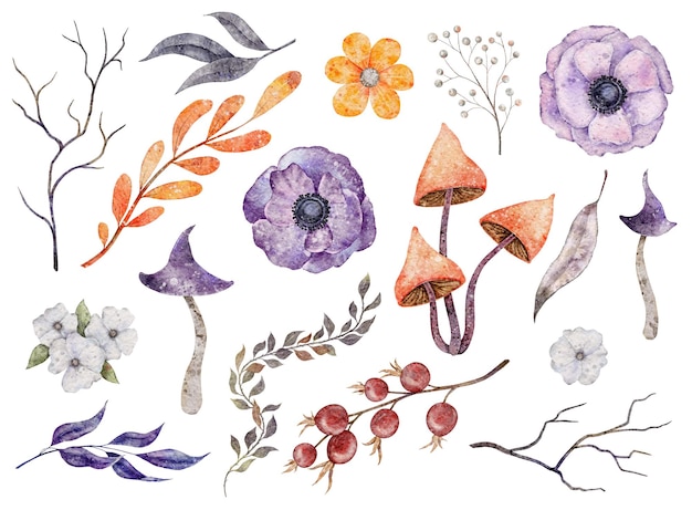 Aquarela clipart floral com galhos anêmona folhas de cogumelo rosa mosqueta Cor laranja e roxa