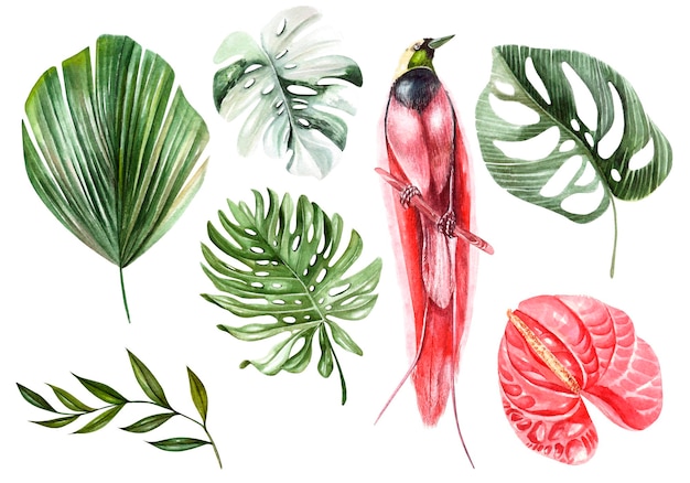 Aquarela com diferentes folhas tropicais e ilustração de pássaros