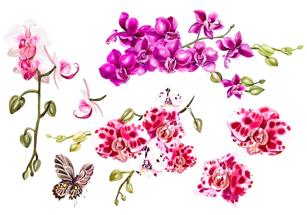 Aquarela com diferentes orquídeas tropicais e ilustração de borboletas