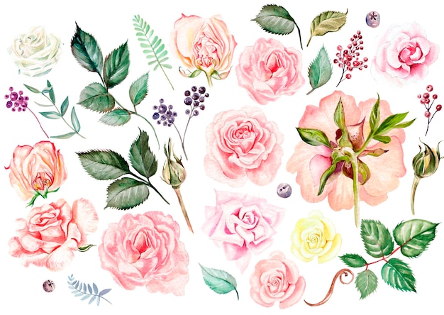 Foto aquarela com folhas de botões de rosas e ilustração de bagas