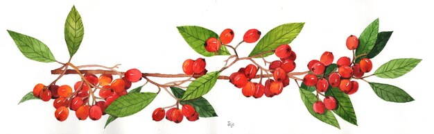 Aquarela de árvore de cerejas