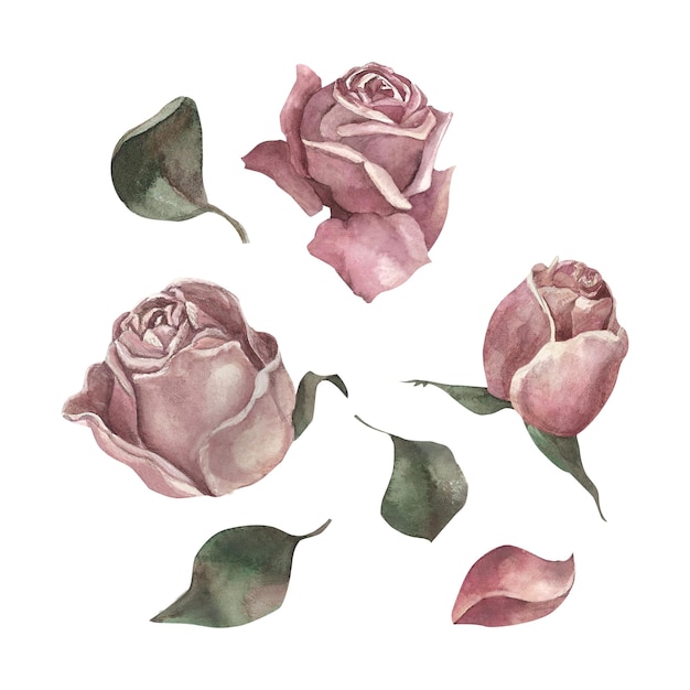 Aquarela de botões de rosas