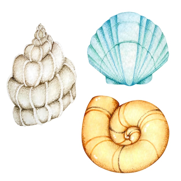 Aquarela de conchas no mar