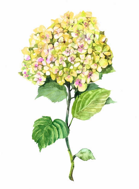 Aquarela de flor amarela de hortênsia