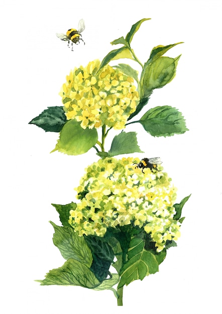 Aquarela de flor amarela de hortênsia