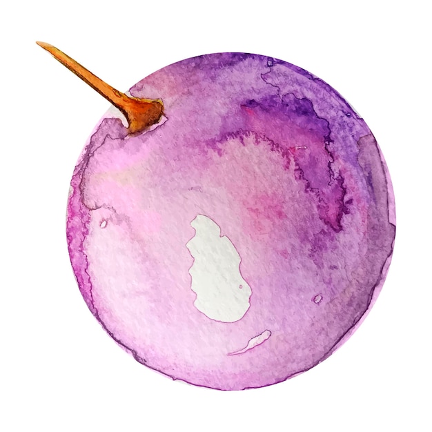 Aquarela de imitação de uva de vetor