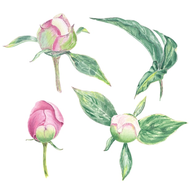 Aquarela de peônia clipart flor desenhada à mão no estilo botânico para o design de férias de casamento de logotipo