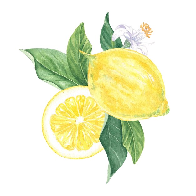 Aquarela de sublimação de limão pintada à mão em estilo botânico. Fatia de fruta tropical, folha, flor de limão