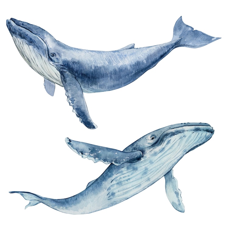 Foto aquarela desenhada à mão baleias corcunda ilustração aquarela isolada em fundo branco desenvolvimento marinho espécies raras
