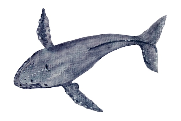 Aquarela desenhada à mão de baleia corcunda isolada em branco
