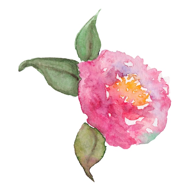 Foto aquarela desenhada à mão rosa rosa peônia folha de flor arte isolada