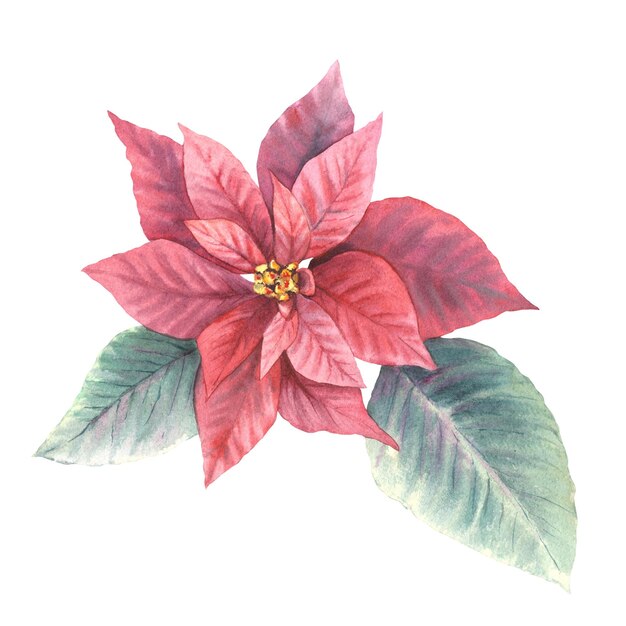 Foto aquarela desenhar à mão flores e folhas de poinsettia pulcherrima vermelha planta tradicional para o natal