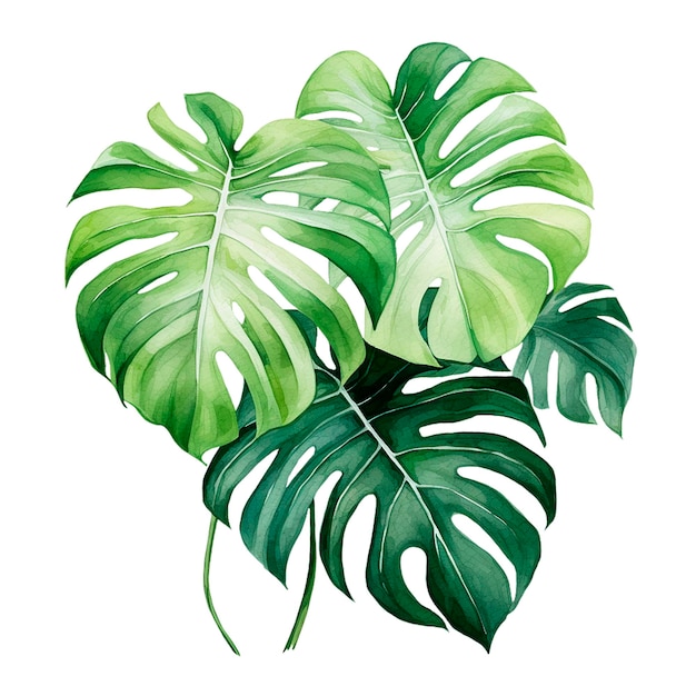 Aquarela desenho folhas tropicais monstera florestas tropicais clipart