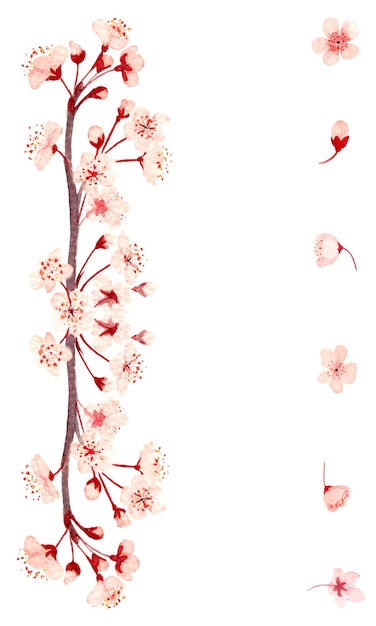 Aquarela dibujada a mano rama de flor de sakura rosa marco vertical aislado en blanco