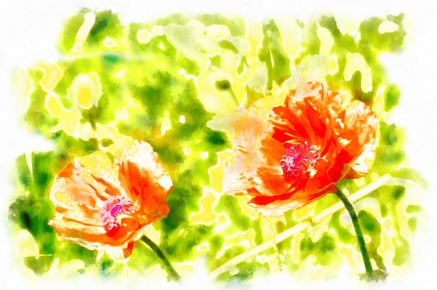 Aquarela digital de flores de papoula selvagem