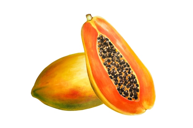 Aquarela dulce composición madura de la papaya dibujada a mano realista sabrosa ilustración orgánica de