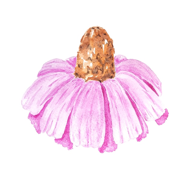 Aquarela echinacea purpurea pintada à mão. Flor de ilustração isolada para uso em casamento, feriado