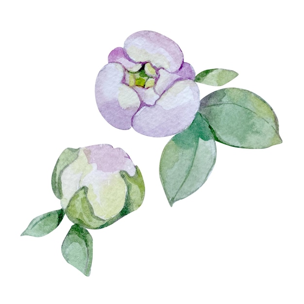 Aquarela Elementos florais peônias ou rosas Desenho de flores botânicas Isoladas em branco