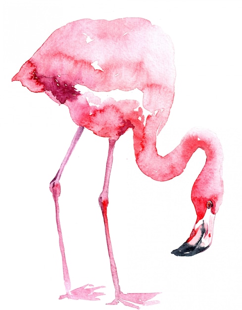 Foto aquarela flamingo rosa em fundo branco