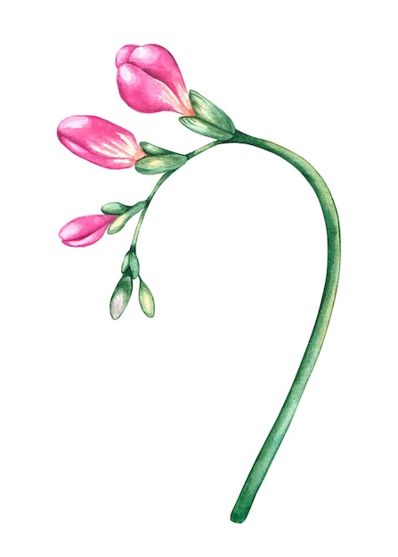 Foto aquarela flor de freesia rosa