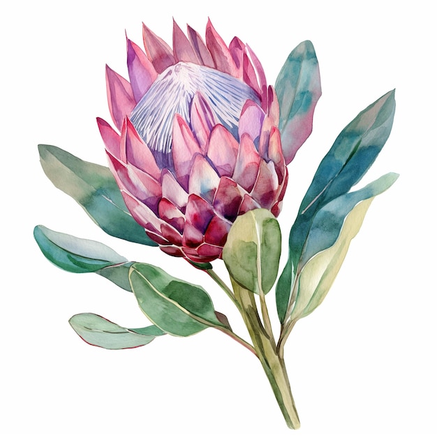 Foto aquarela flor de protea tropical em fundo branco