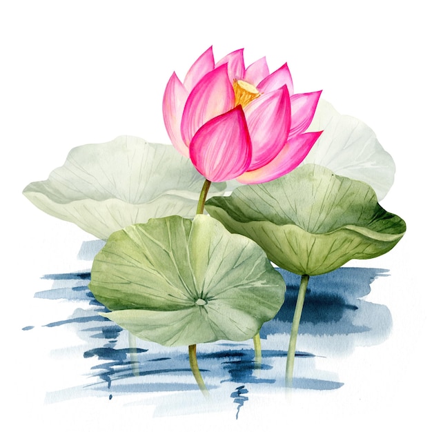 Aquarela flor e folhas de lótus rosa desenhada à mão ilustração de spa e tema de ioga esboço de lírio de água roxo e magenta com botões na água flor tropical asiática isolada em fundo branco