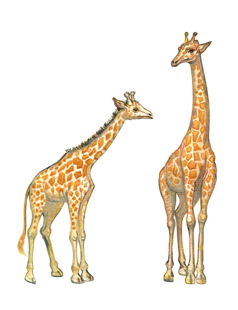 Foto aquarela handdrawn girafa africana família mãe e girafa bebê isolada no fundo branco