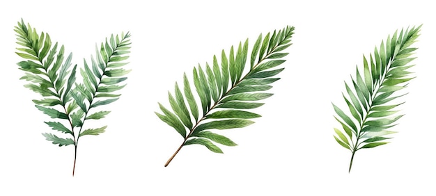 Aquarela de hojas de cedro de jardín ai generada rama de pino verde de otoño fondo de madera ilustración de acuarela de hoja de cedro del jardín