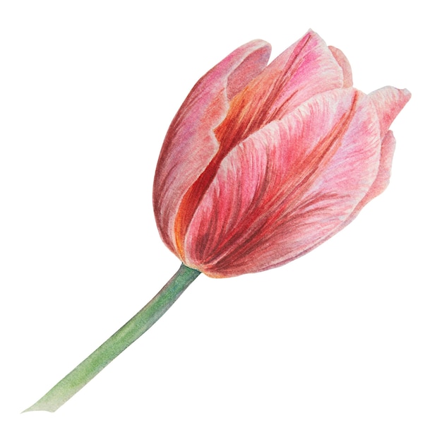 Aquarela ilustração botânica realista de tulipa rosa isolada no fundo branco para o seu design de impressão de casamento produtos de papel convites cartões cartazes de tecido
