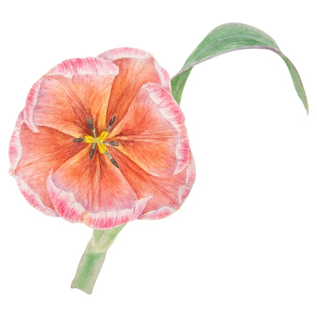 Aquarela ilustração botânica realista de tulipa rosa isolada no fundo branco para o seu design de impressão de casamento produtos de papel convites cartões cartazes de tecido