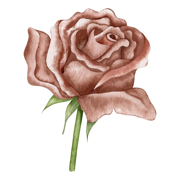 Aquarela ilustração marrom rosa isolada no fundo branco.