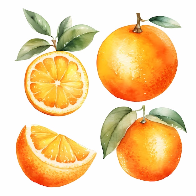 Aquarela laranja clipart