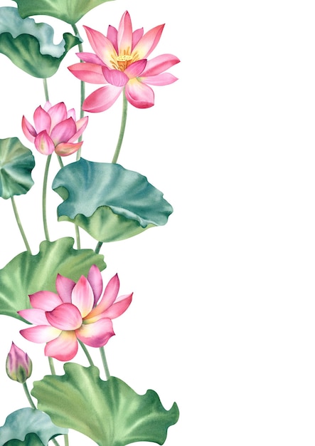 Aquarela lotos rosados sobre un fondo blanco Los lirios de agua están pintados a mano Ilustración botánica Una composición con un lotus Una plantilla para el diseño de postales invitaciones y telas