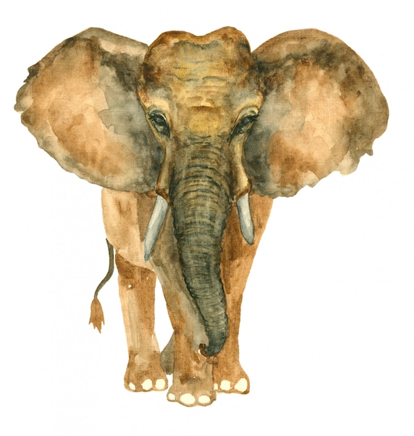 Aquarela mão desenhada elefante