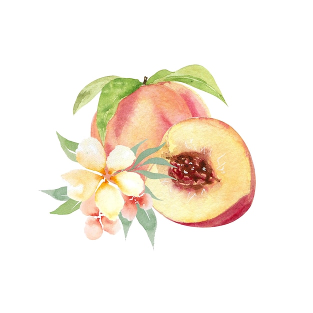 Aquarela mão desenhando pêssegos frutas e flores