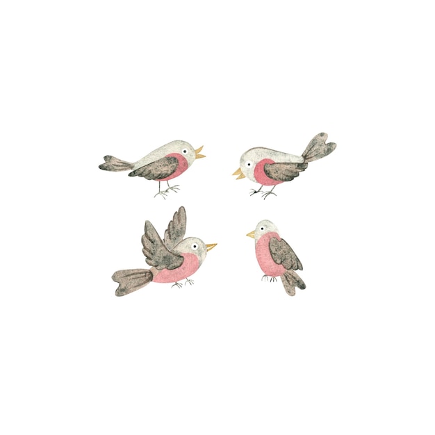 Aquarela de pájaros bullfinch pintados a mano aislados en un fondo blanco ilustración para el invierno