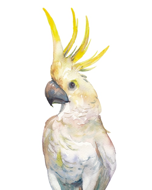 Aquarela pássaro tropical: cacatua com crista amarela. Único papagaio em fundo branco