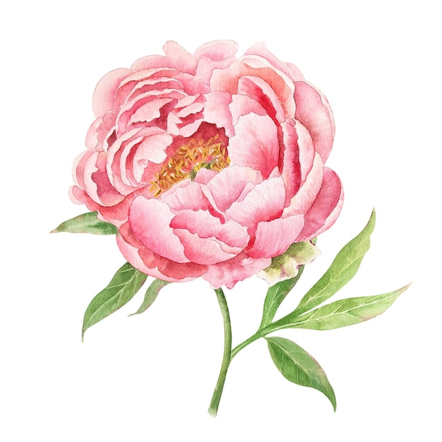 Aquarela peônia de pêssego suave isolada flor de jardim rosa em estilo botânico realista para cartões postais e convites de arte