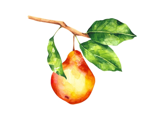 aquarela pera ramo de árvore ilustração composição de frutas isolada no branco vermelho pêra
