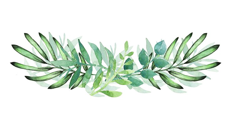 Foto aquarela pintada à mão com folhas verdes em branco